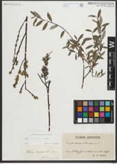 Foto von Salix repens subsp. repens L.